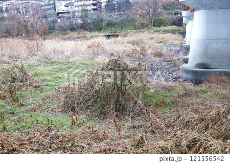 不思議な雑草、12月下旬、仙台市広瀬川河川敷 不思議な雑草、12月下旬、仙台市広瀬川河川敷 121556542