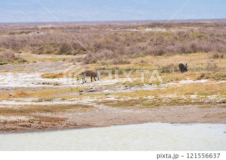 タンザニアのンゴロンゴロ保全地域のイボイノシシ 121556637