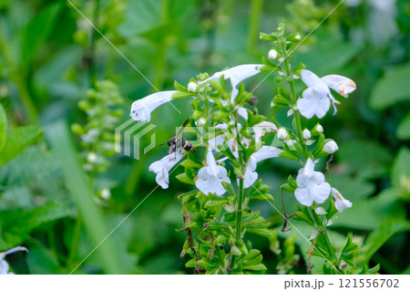 白い花に集まるミツバチの姿 121556702