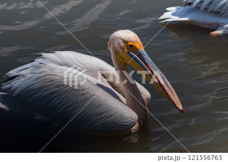 タンザニアのンゴロンゴロ保全地域のペリカン タンザニアのンゴロンゴロ保全地域のペリカン 121556763