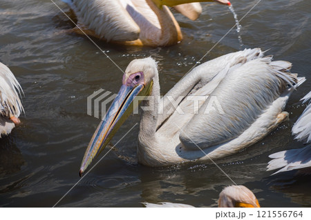 タンザニアのンゴロンゴロ保全地域のペリカン 121556764
