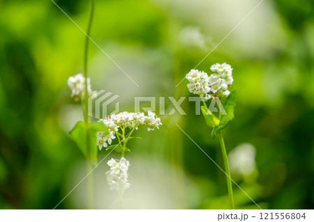 そばの花のクローズアップ そばの花のクローズアップ 121556804