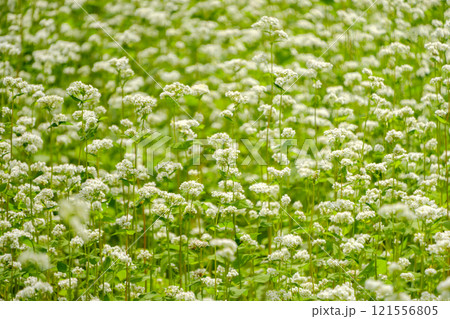 そばの花が揺れる草原 そばの花が揺れる草原 121556805