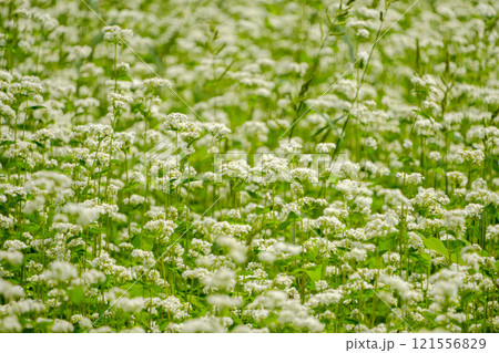 一面に咲くそばの花畑 一面に咲くそばの花畑 121556829
