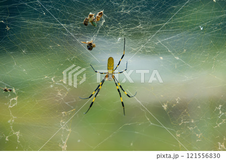 蜘蛛の巣にいるジョロウグモの観察 蜘蛛の巣にいるジョロウグモの観察 121556830