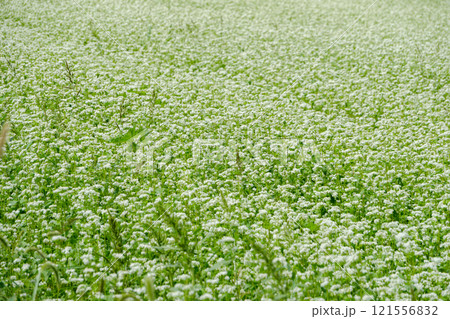 一面に咲くそばの花畑 一面に咲くそばの花畑 121556832