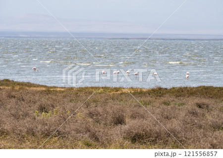 タンザニアのンゴロンゴロ保全地域のフラミンゴ 121556857
