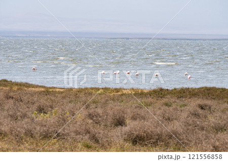 タンザニアのンゴロンゴロ保全地域のフラミンゴ タンザニアのンゴロンゴロ保全地域のフラミンゴ 121556858