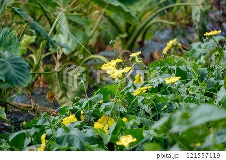 黄色い花が咲き乱れるガーデン 121557119
