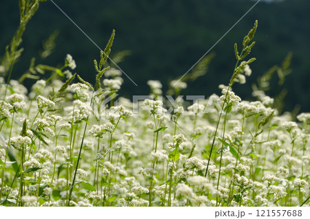 森を背景にしたそばの花畑 121557688