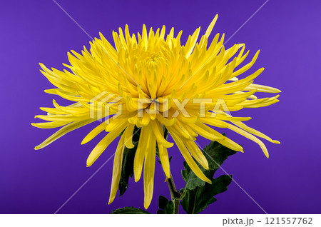 Close-up of a Bright Yellow Chrysanthemum Elbrus Flower 121557762