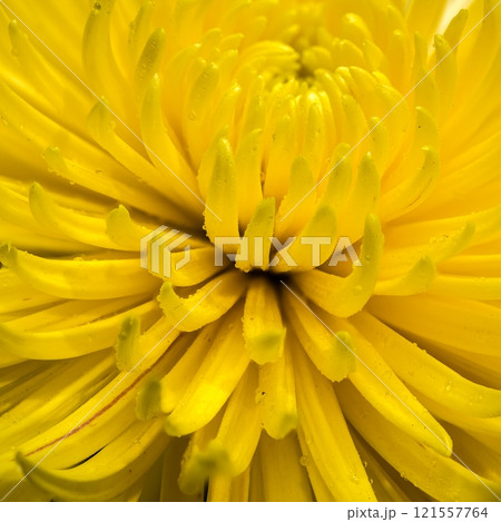 Close-up of a Bright Yellow Chrysanthemum Close-up of a Bright Yellow Chrysanthemum 121557764