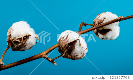 Cotton Bolls on Branch on blue background 121557768
