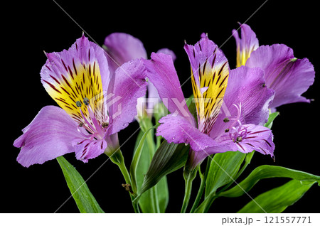 Purple Alstroemeria Flowers Close-Up black background Purple Alstroemeria Flowers Close-Up black background 121557771