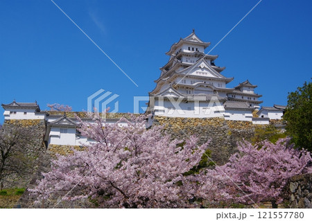 姫路城喜斎門跡から望む青空を背景にした姫路城大天守と満開の桜　Ver5 121557780