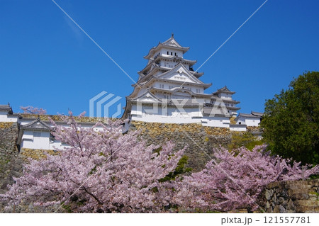 姫路城喜斎門跡から望む青空を背景にした姫路城大天守と満開の桜　Ver4 121557781