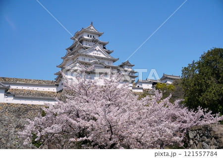 姫路城喜斎門跡から望む青空を背景にした姫路城大天守と満開の桜　Ver1 121557784