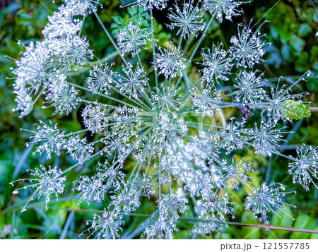 花火のような白い花~オオハナウド~ 花火のような白い花~オオハナウド~ 121557785