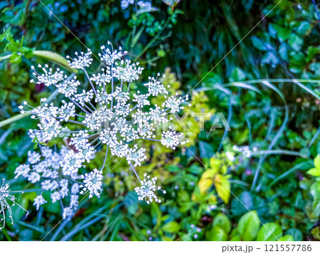 花火のような白い花～オオハナウド～ 121557786
