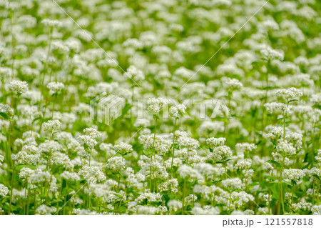 白いそばの花が一面に咲く風景 白いそばの花が一面に咲く風景 121557818