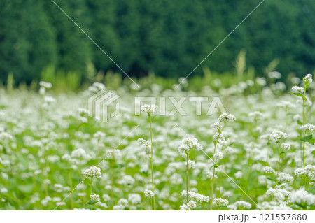 白いそばの花が咲く静かな田園 白いそばの花が咲く静かな田園 121557880