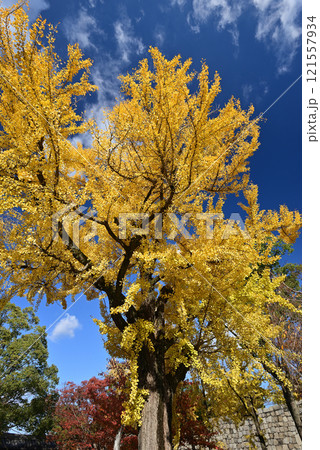 秋の大阪城 121557934