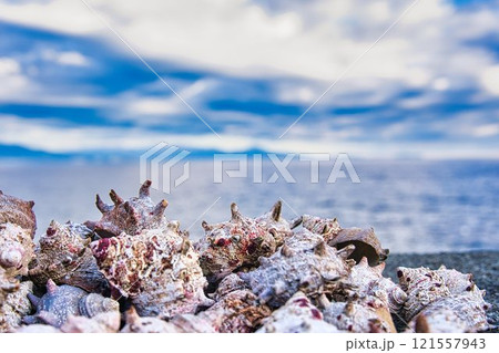 サザエと海 サザエと海 121557943