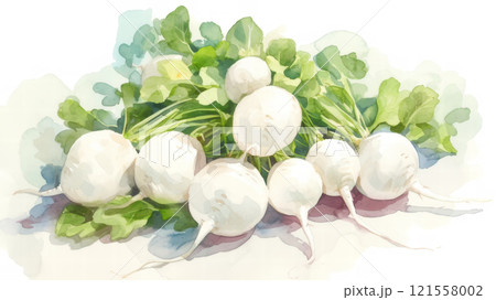 水彩画で描いたカブのイラスト素材 [121558002] - PIXTA