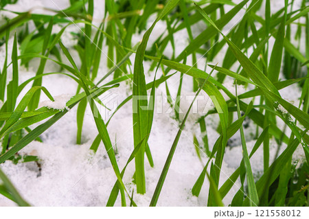 Green cereal plants with long leaves, close-up of which white snow has fallen and in some places has begun to melt. Spring natural scene. Change of seasons, colors in the environment 121558012