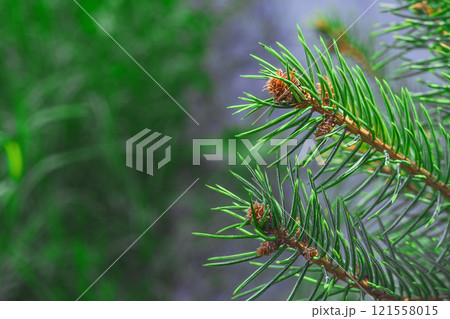 Evergreen needles of conifers spruce close-up in foreground with copy space on background blurred grass foliage background. Blank for texts, slogans of advertising posts, natural wallpaper, abstract 121558015