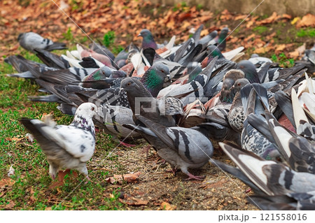 Nimble city pigeons have gathered in a flock on a small patch of land and eat grains of cereals scattered on the ground. Activity for subsistence in urban living conditions 121558016