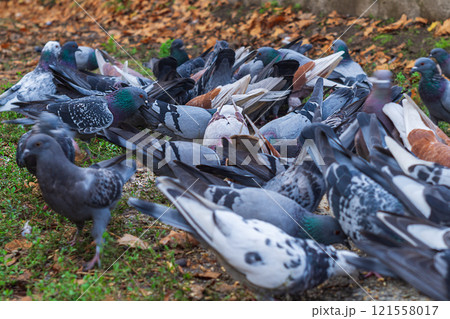 A flock of many rock and brown pigeons feed on grains scattered on the ground, not being frightened by close proximity to them. City animals in the neighborhood of humans A flock of many rock and brown pigeons feed on grains scattered on the ground, not being frightened by close proximity to them. City animals in the neighborhood of humans 121558017