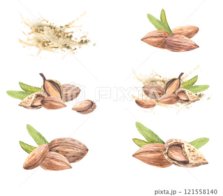 Almond nuts close up set. Peeled whole and in the nutshell stone fruit with leaves on Watercolor brush stroke, splashes background. Hand drawn illustration. Vegan food product label. Isolated Clipart Almond nuts close up set. Peeled whole and in the nutshell stone fruit with leaves on Watercolor brush stroke, splashes background. Hand drawn illustration. Vegan food product label. Isolated Clipart 121558140