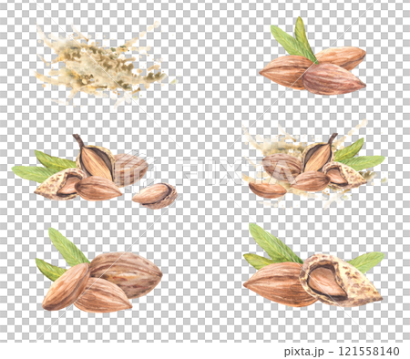 Almond nuts close up set. Peeled whole and in the nutshell stone fruit with leaves on Watercolor brush stroke, splashes background. Hand drawn illustration. Vegan food product label. Isolated Clipart Almond nuts close up set. Peeled whole and in the nutshell stone fruit with leaves on Watercolor brush stroke, splashes background. Hand drawn illustration. Vegan food product label. Isolated Clipart 121558140