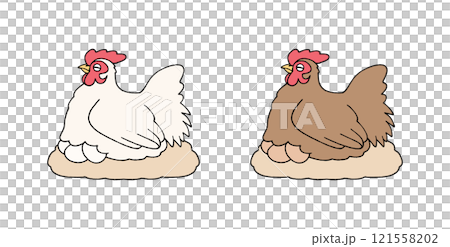 卵を温める色違いの雌の鶏 卵を温める色違いの雌の鶏 121558202