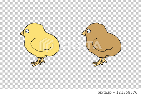 可愛的不同顏色的小雞 可愛的不同顏色的小雞 121558376