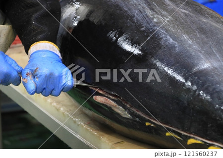 マグロ職人に解体される生の本マグロ マグロ職人に解体される生の本マグロ 121560237