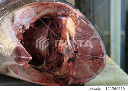 マグロ職人に解体される生の本マグロ マグロ職人に解体される生の本マグロ 121560250