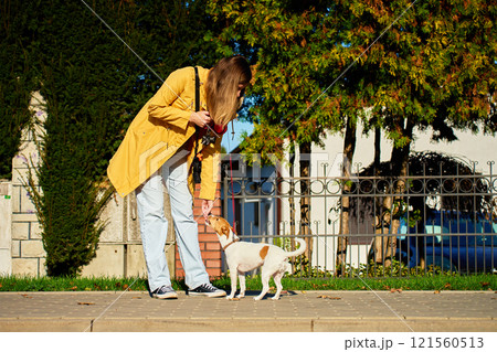 Woman rewarding her Jack Russell Terrier while walking on sidewalk 121560513
