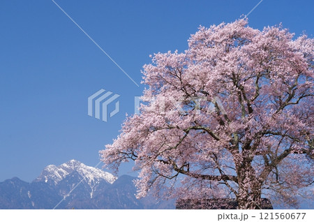 満開の桜と残雪の甲斐駒ヶ岳 満開の桜と残雪の甲斐駒ヶ岳 121560677