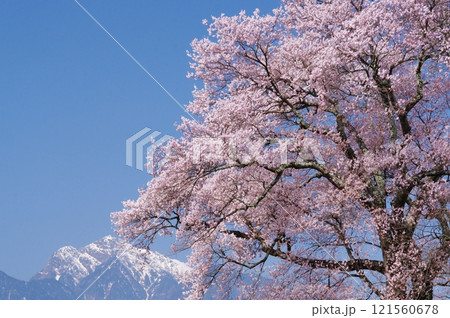 満開の桜と残雪の甲斐駒ヶ岳 121560678