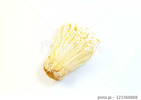 エノキタケ 榎茸 エノキダケ ナメタケ ナメススキ ユキノシタ キノコ きのこ エノキタケ 榎茸 エノキダケ ナメタケ ナメススキ ユキノシタ キノコ きのこ 121560808