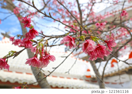 沖縄　日本一早く咲く桜　カンヒザクラ　ヒカンザクラ 121561116