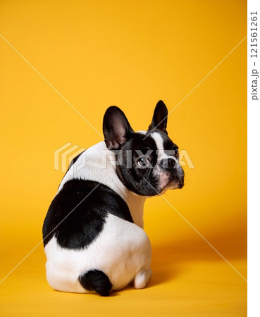 French bulldog sitting on the yellow background 121561261