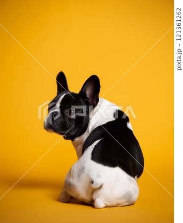French bulldog sitting on the yellow background French bulldog sitting on the yellow background 121561262