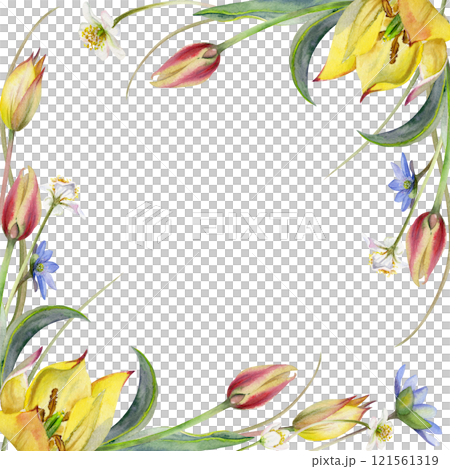 Spring flowers, blue hepatica forget-me-not, white forest anemone primrose, yellow and red tulip, grass, hand drawn in watercolor. Border frame illustration, for wedding, florist shop, stationery. 121561319