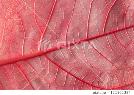 Detailed macro shot of red leaf skeleton texture background for designers 121561384