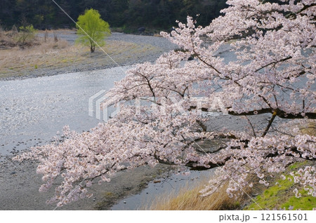 多摩川と桜・青梅釜の淵公園 121561501