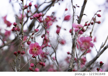 冬早春の花、紅梅咲く花風景-15 冬早春の花、紅梅咲く花風景-15 121561649