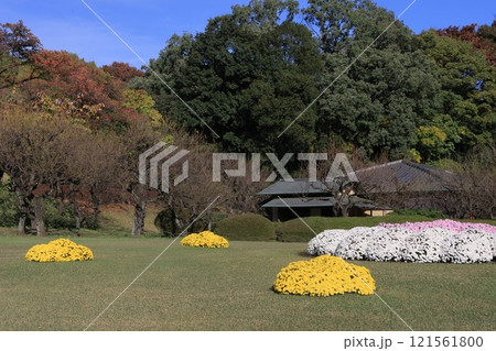 菊の花で飾られた日本庭園　秋晴れの日本庭園 121561800